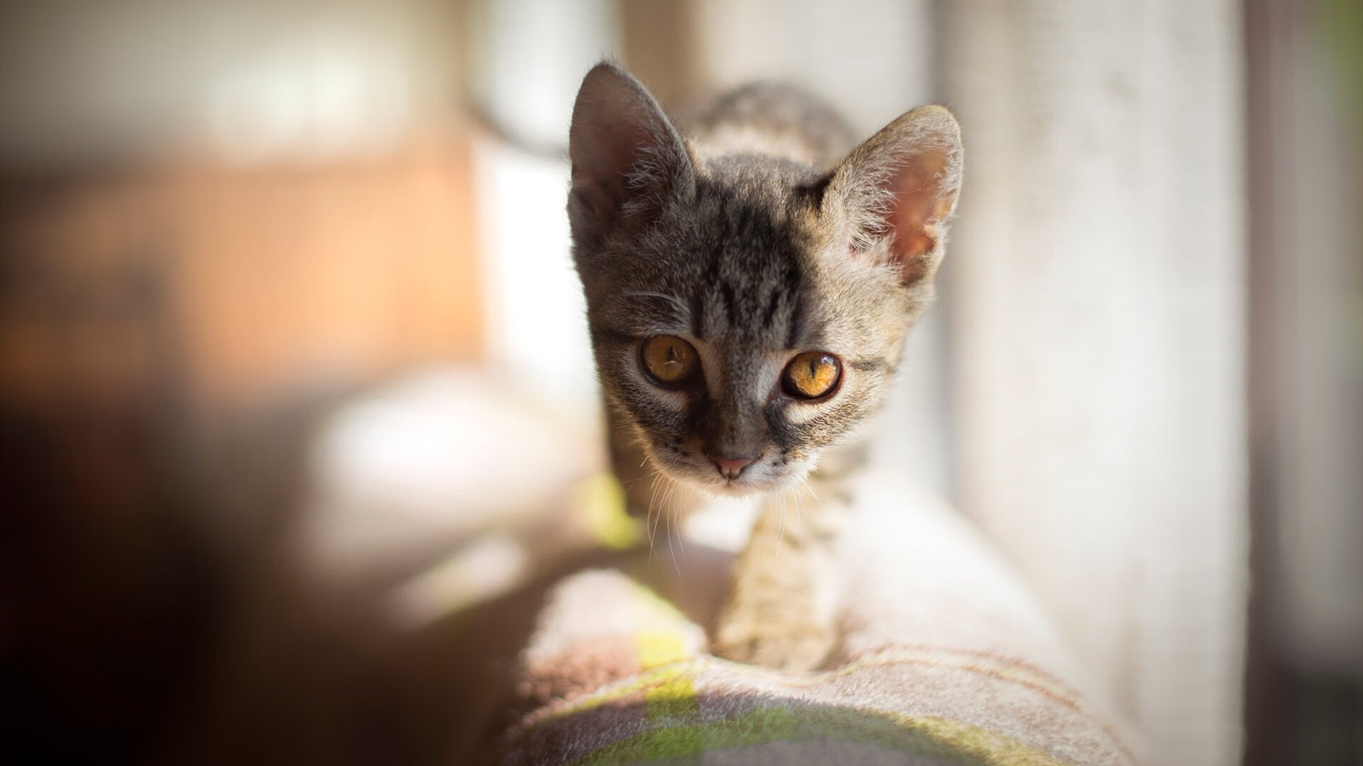 当阿特拉斯山脉遇见诺坎普,凯恩在折叠时空的一剑封喉