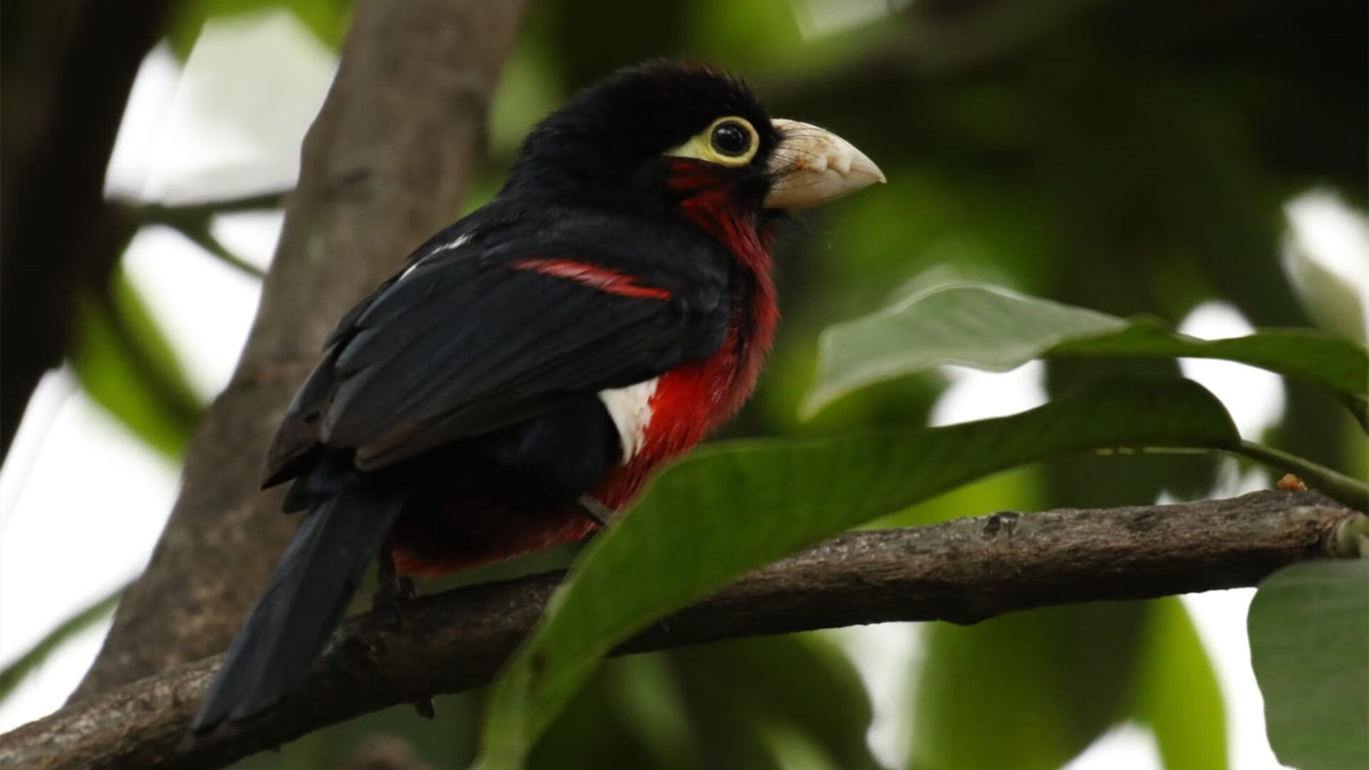 年度焦点之战，闪耀的地中海蓝，尼斯如何正面击溃英伦铁壁威尔士？