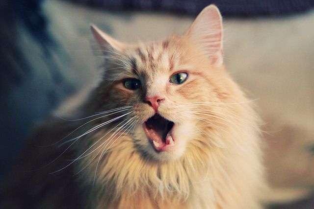 时间差制胜！湾区连线激活内线风暴，武切维奇狂砍33+21助深圳力克雄鹿