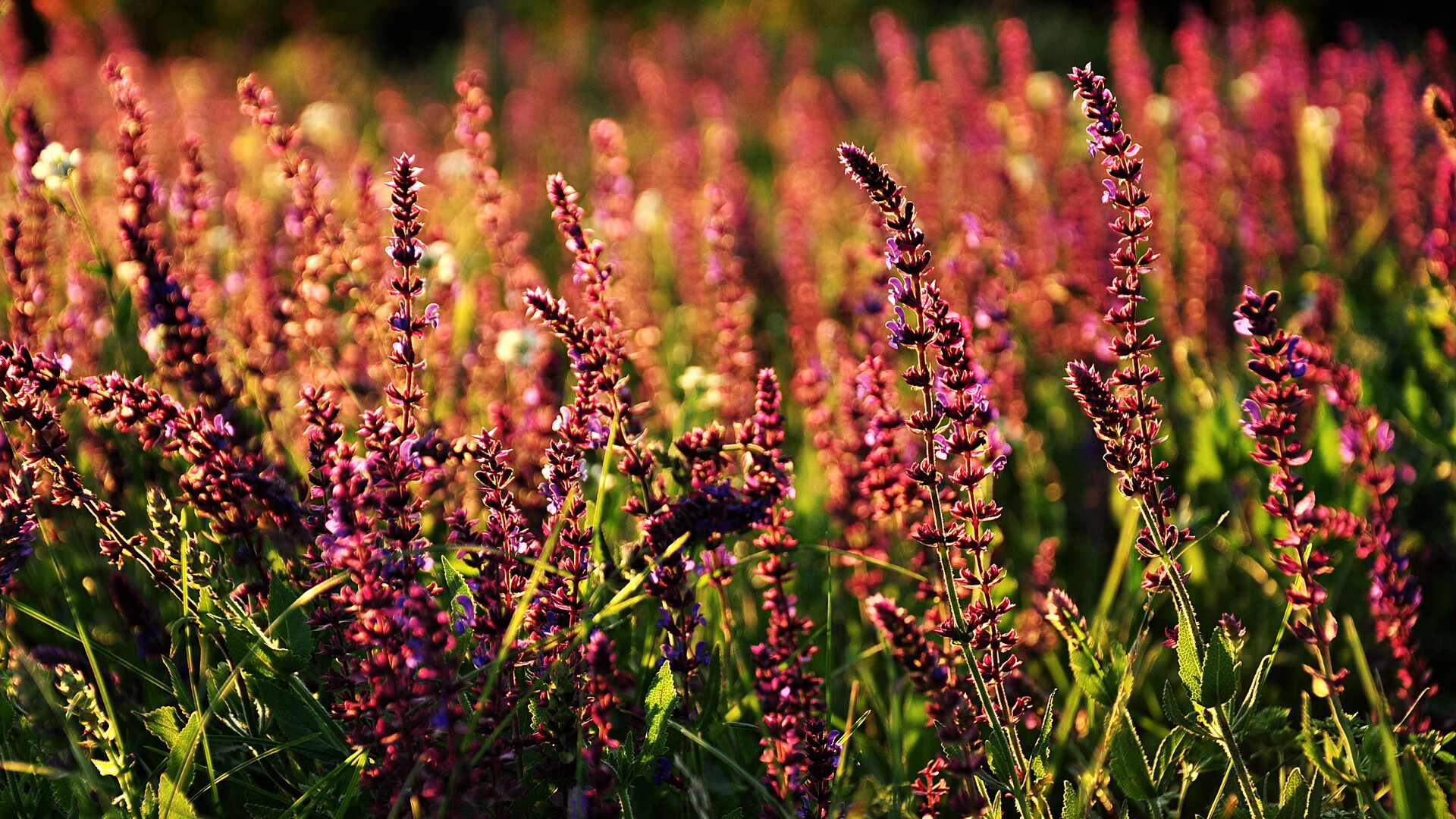 时间涟漪,当2026世界杯的焦点战预演于火箭夺冠夜的交汇点