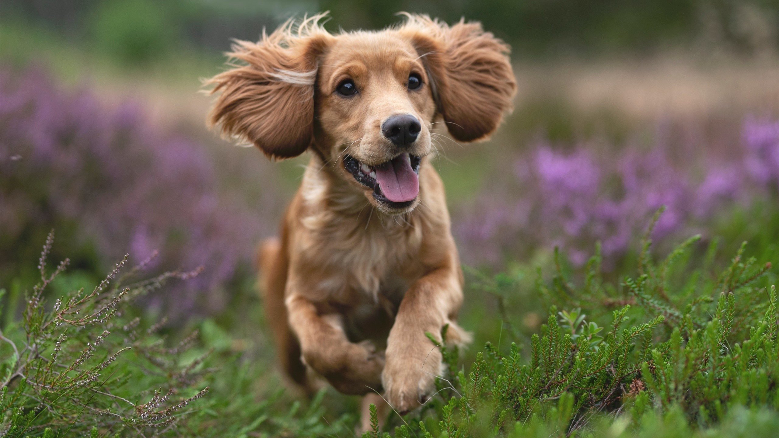 终局一击，从好望角到世界杯