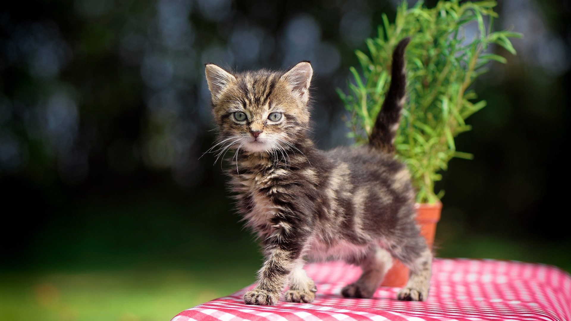 当足球智慧照亮篮球场，浙江队的美加墨式战术如何压制雄鹿