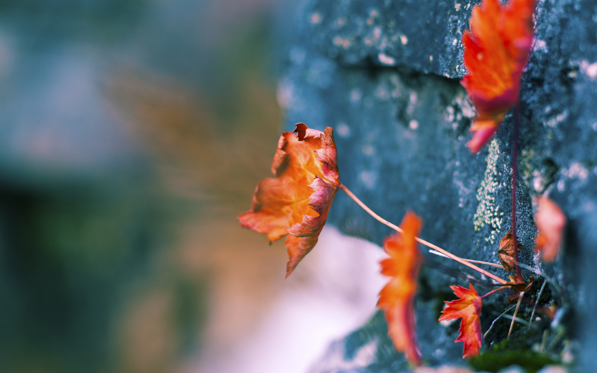沉默的指挥家，美加墨世界杯之夜，哈利伯顿如何用非典型巨星方式赢下一切