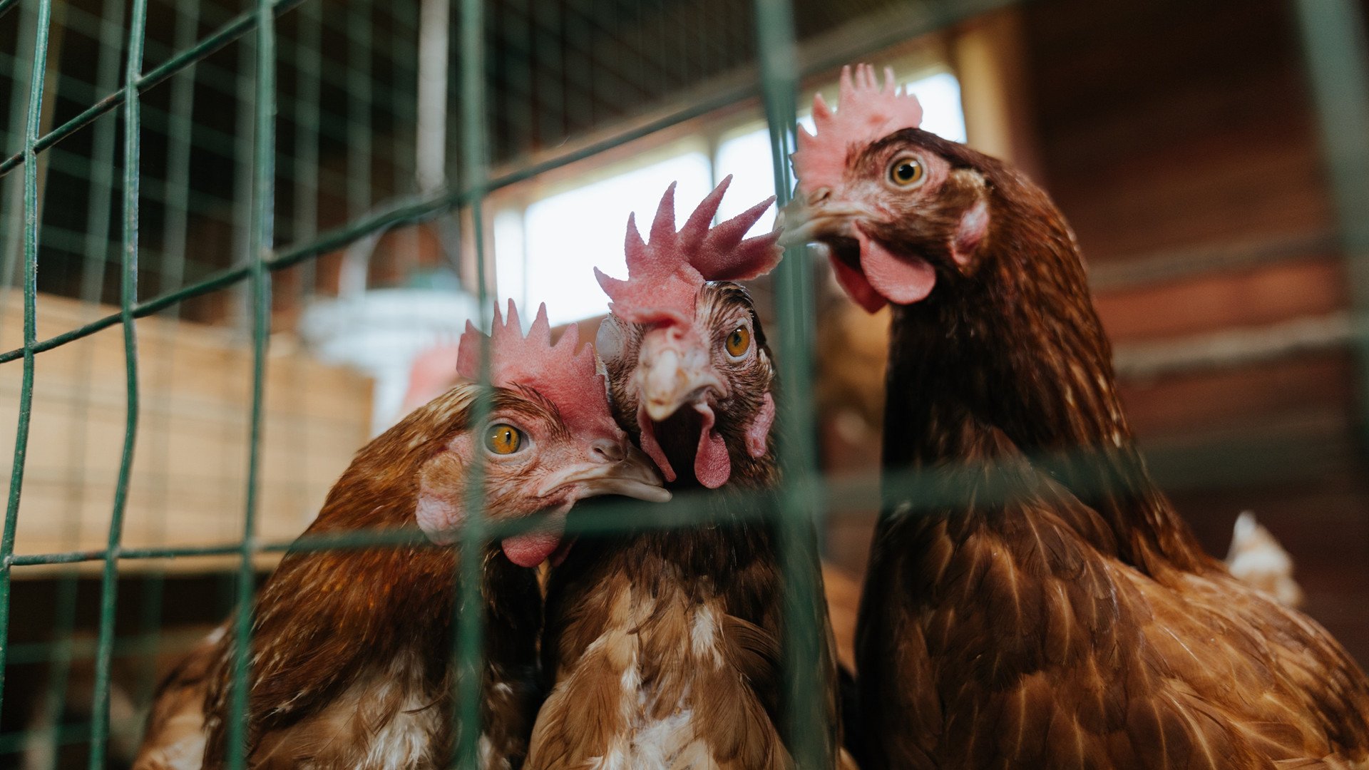文班亚马的降维打击，当灰熊的利爪撕碎热火的防守神话