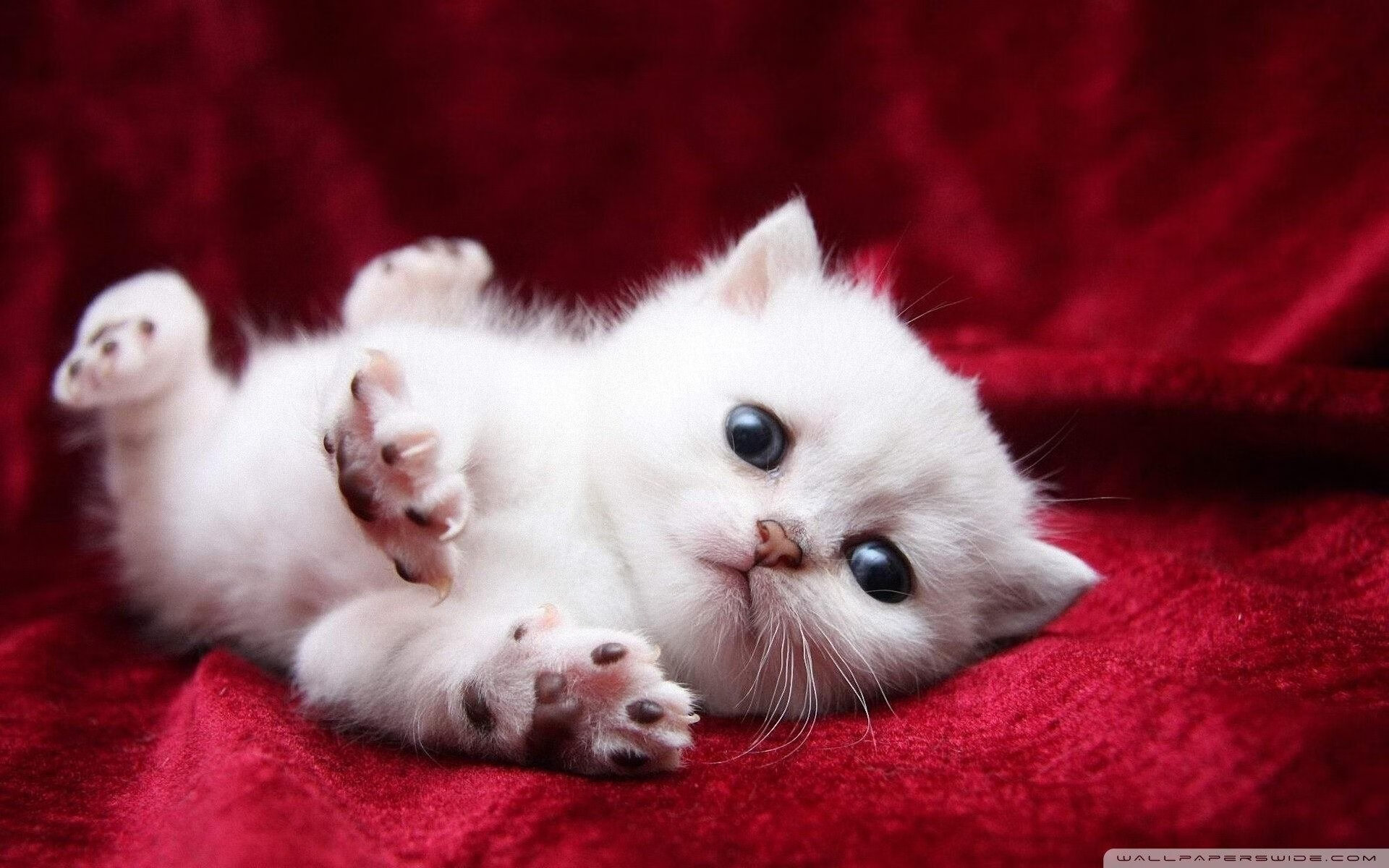 詹姆斯爆发!76人争冠路上力克雄鹿