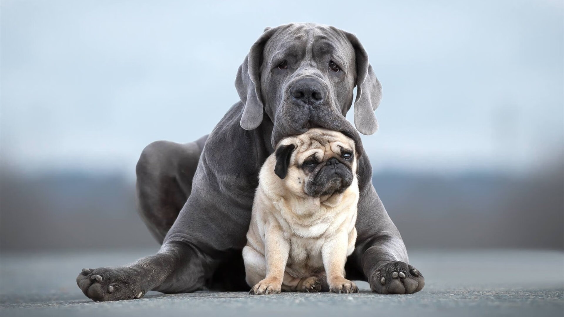 王国沦陷与闪电新生,非洲雄鹰用一分钟击碎橙色王朝的黄昏