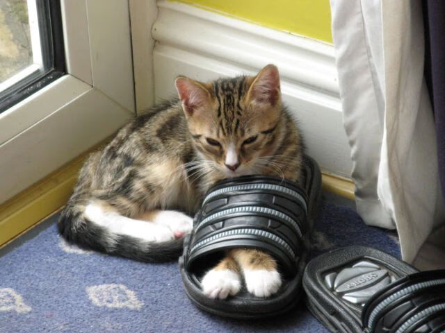 当库里用投射丈量世界篮球的温差,单节30分背后的降维打击