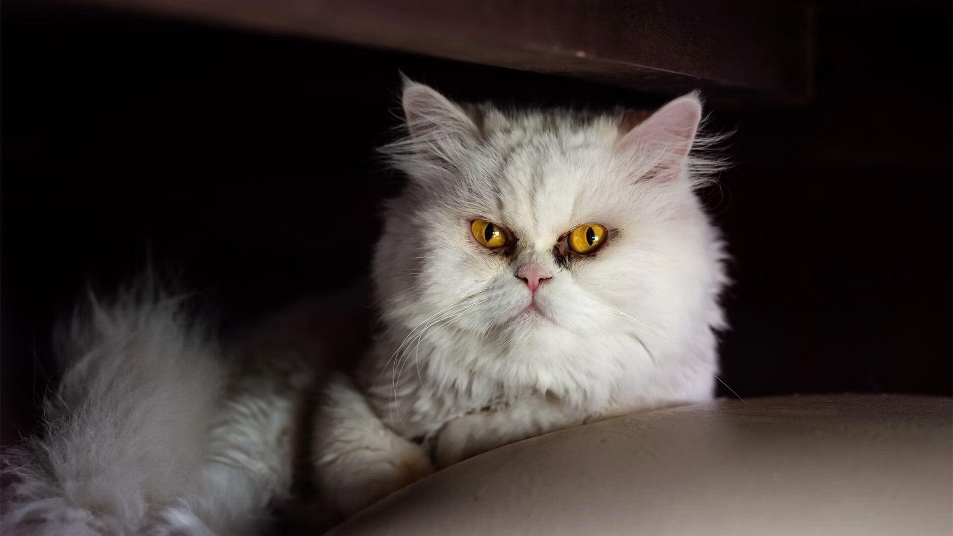 拉文加时一锤定音，猛龙破辽宁铁壁迎硬仗胜利