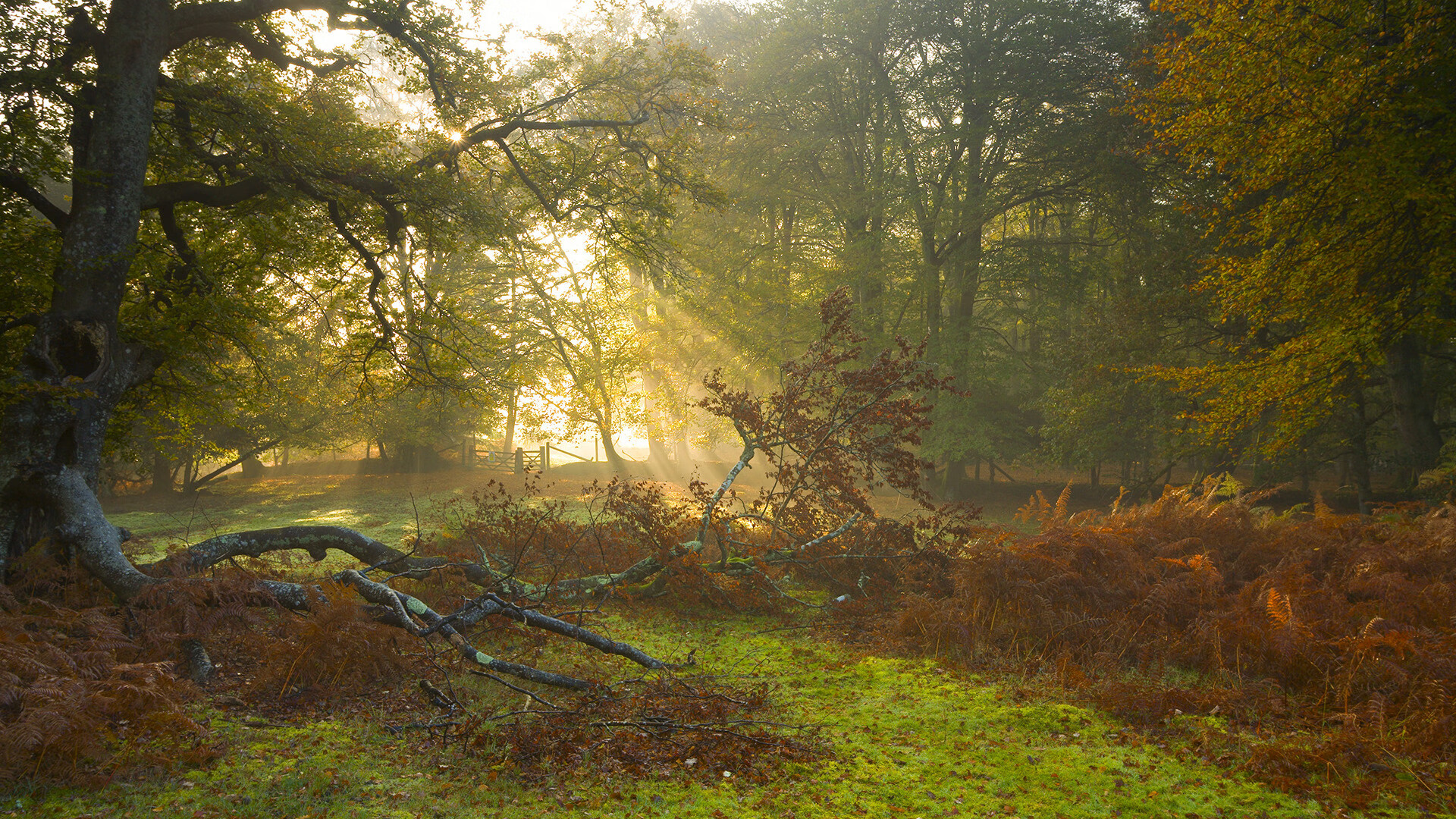特奥绝杀定乾坤！新西兰苦战力克卡塔尔，出线曙光重现