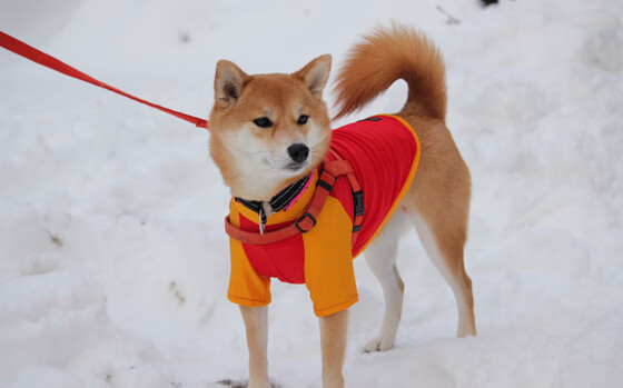 非洲黑星的胜利方程式，马丁内利启动效率为王新模式