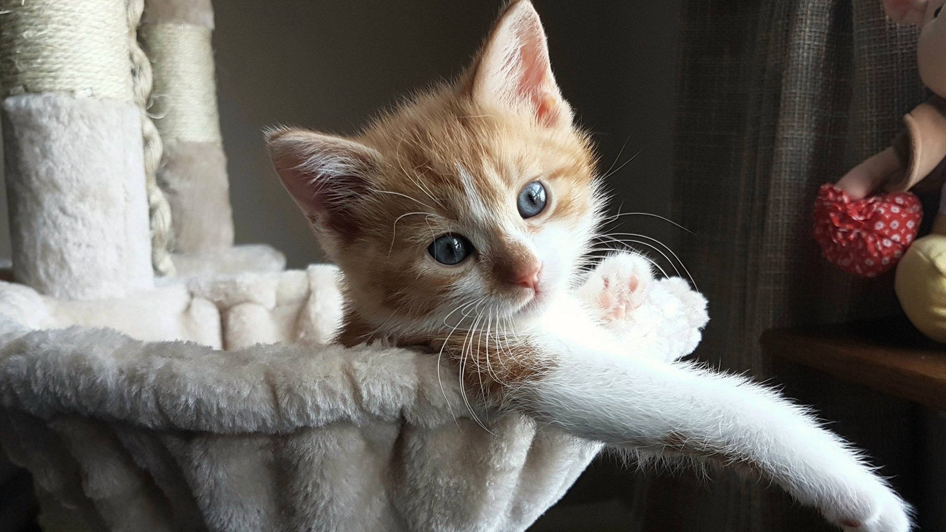 奥斯梅恩状态火热闪耀赛场，秘鲁队单节发力拉开与国际米兰分差