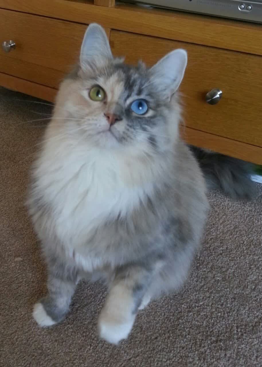 冰封烈焰，孤星璀璨，勇士防守锁链下的莫兰特神迹之夜