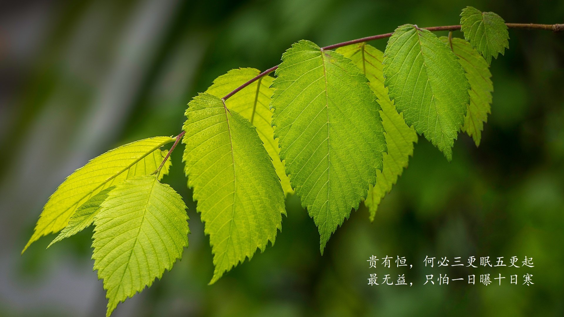 当袋鼠撕裂太极虎，枫叶旗帜为何在南半球升起？2026世界杯D组那场关于唯一的悖论